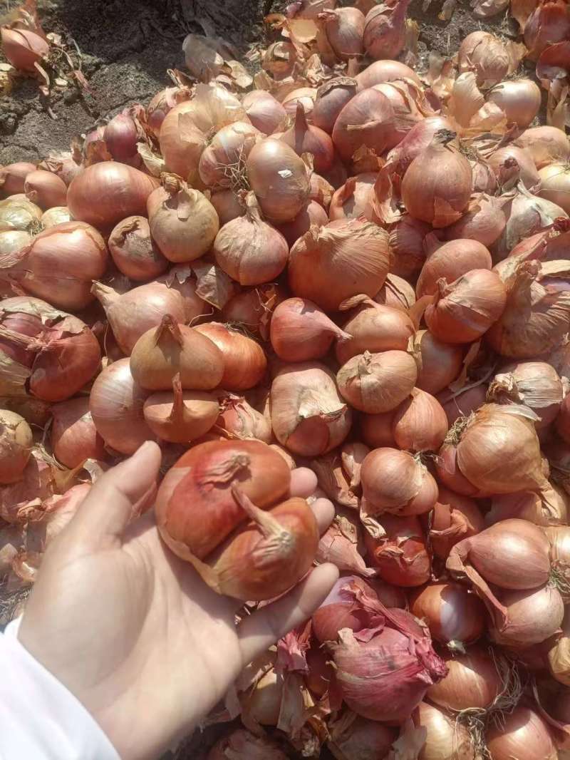 毛葱大量供应，基地直发，货源站充足，欢迎咨询