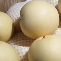 【优皇冠梨一级皇冠梨，精品皇冠梨河北皇冠梨，现在皇冠梨