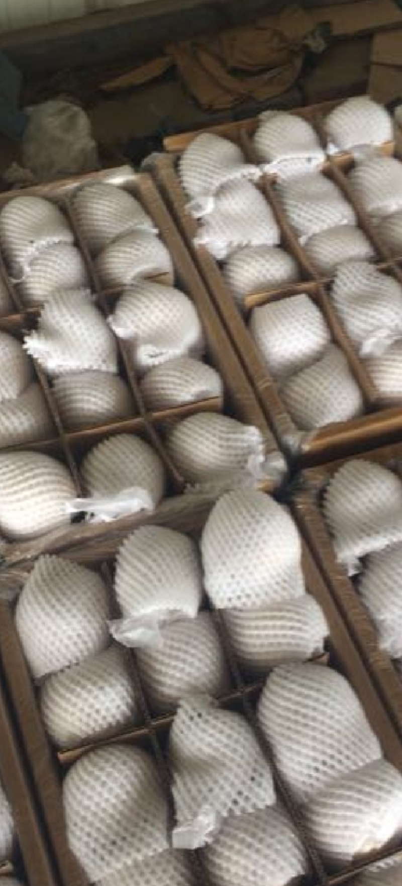 【优皇冠梨一级皇冠梨，精品皇冠梨河北皇冠梨，现在皇冠梨