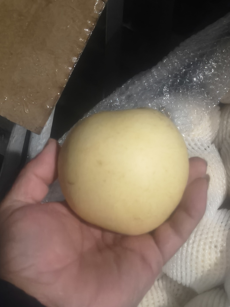 【优皇冠梨一级皇冠梨，精品皇冠梨河北皇冠梨，现在皇冠梨