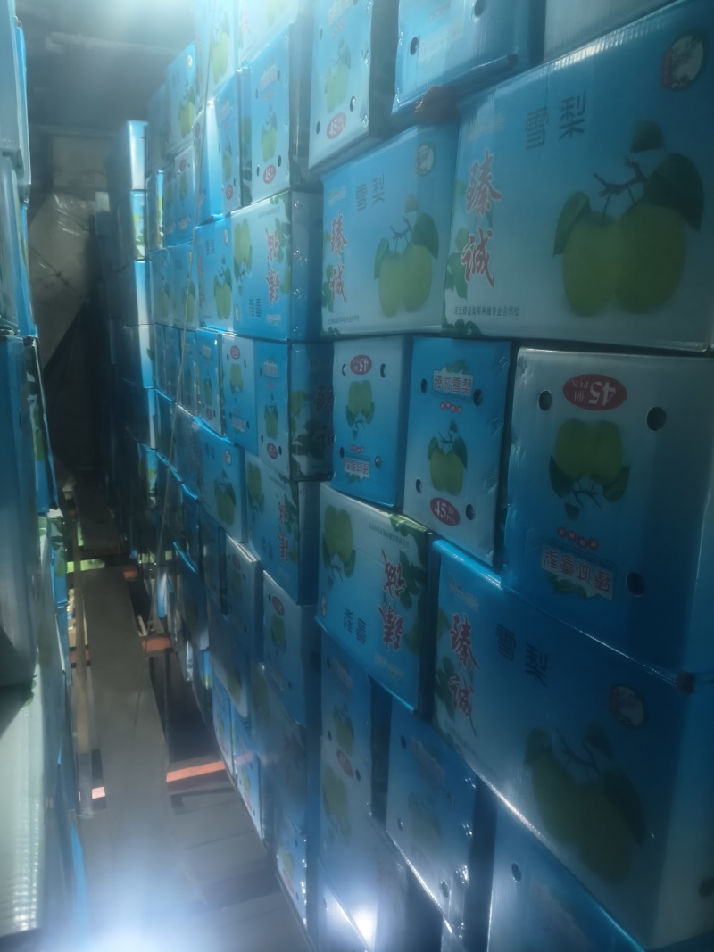 【优皇冠梨一级皇冠梨，精品皇冠梨河北皇冠梨，现在皇冠梨