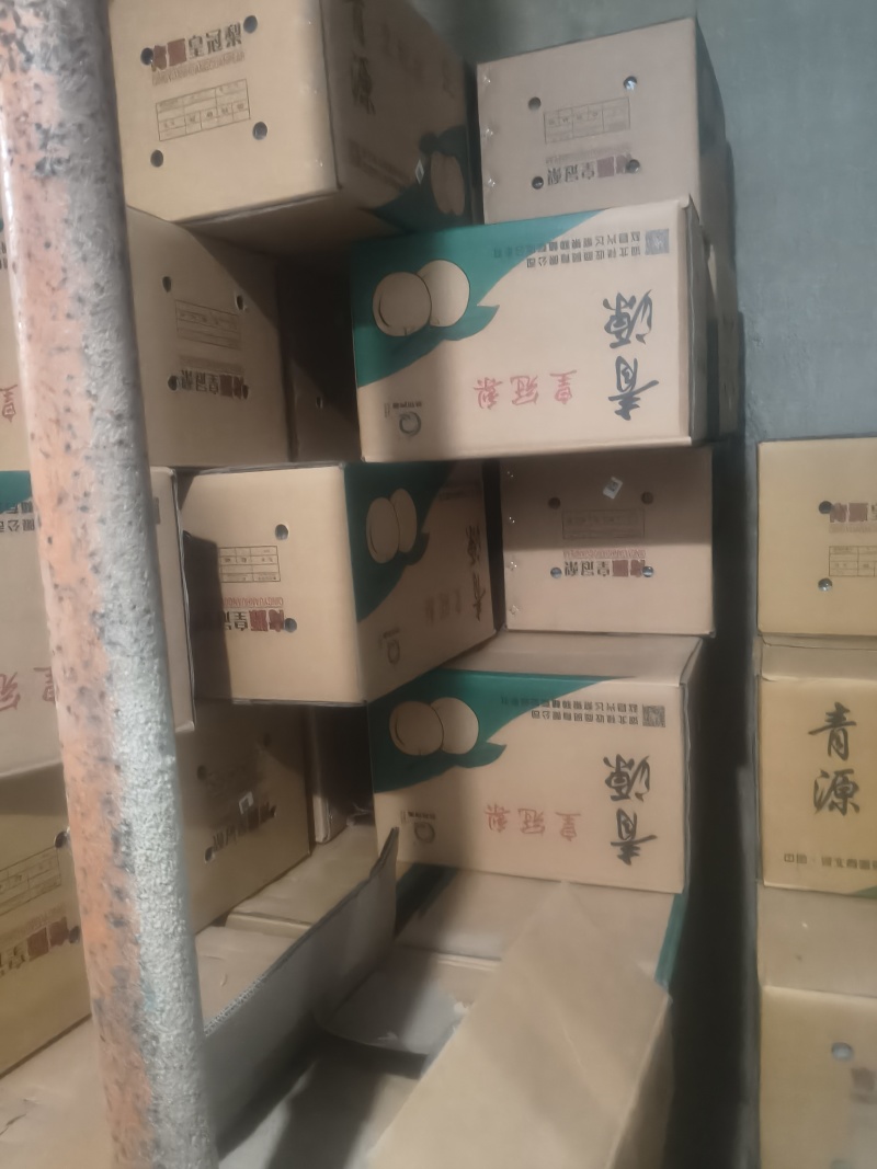 【优皇冠梨一级皇冠梨，精品皇冠梨河北皇冠梨，现在皇冠梨