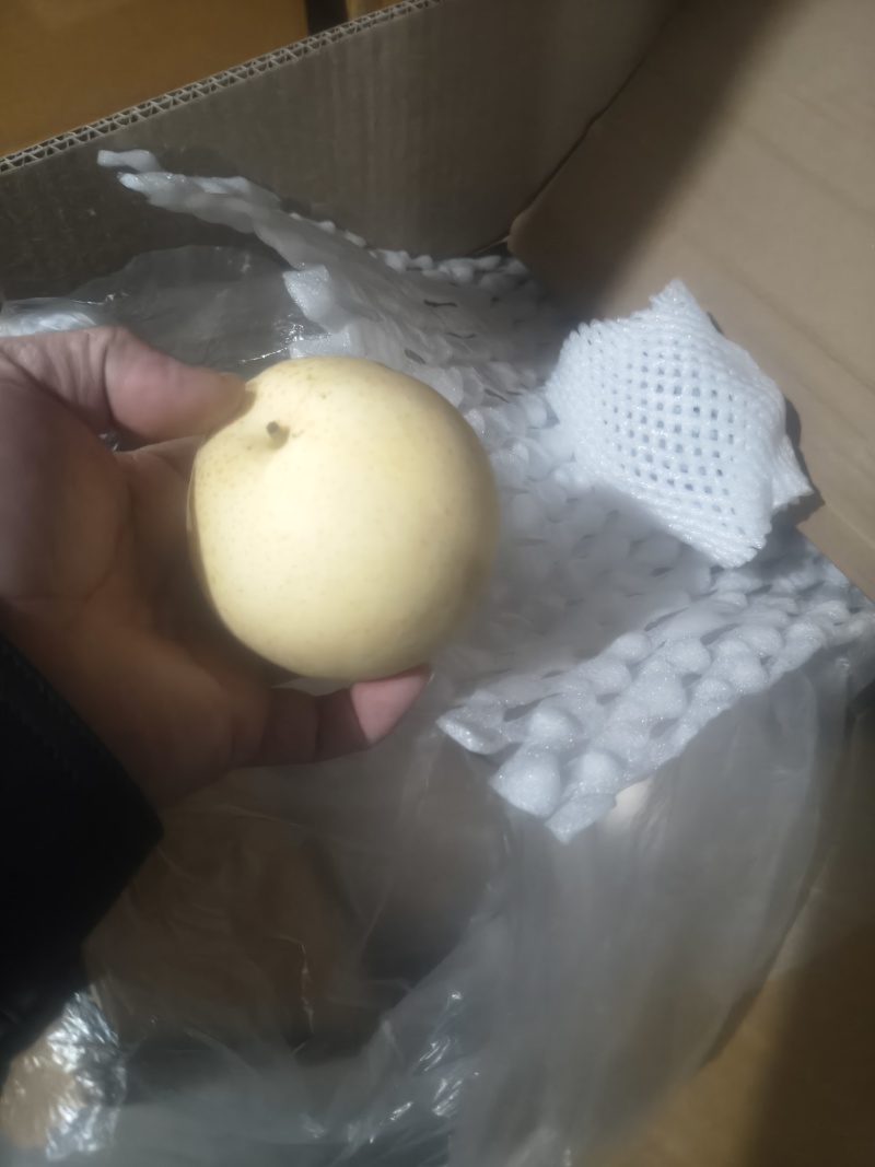 【优皇冠梨一级皇冠梨，精品皇冠梨河北皇冠梨，现在皇冠梨