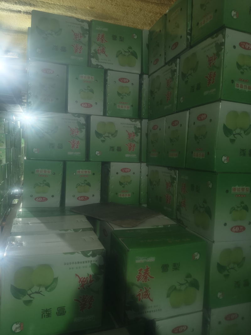 【优皇冠梨一级皇冠梨，精品皇冠梨河北皇冠梨，现在皇冠梨