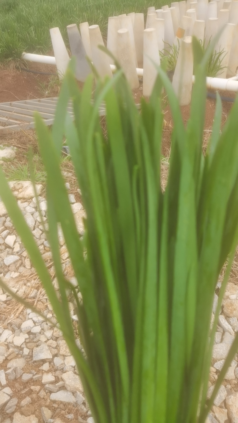 云南高山红土绿韭菜。