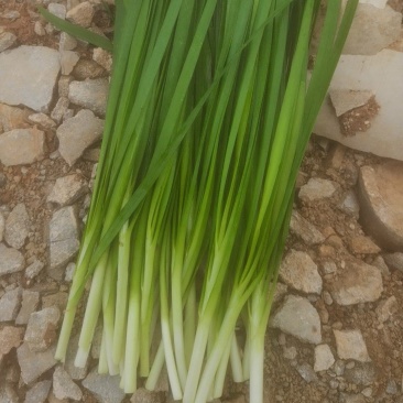 云南高山红土绿韭菜。