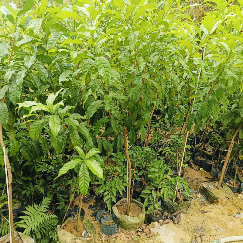 黄晶果树苗