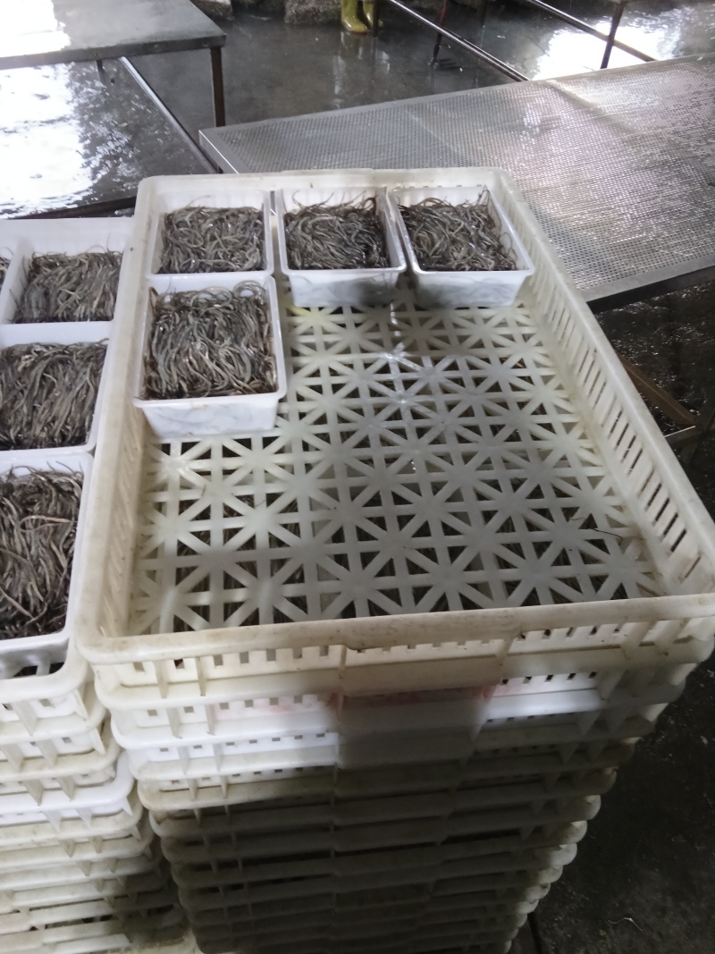 【牛商推荐】江苏连云港精品海龙产地直发货源充足