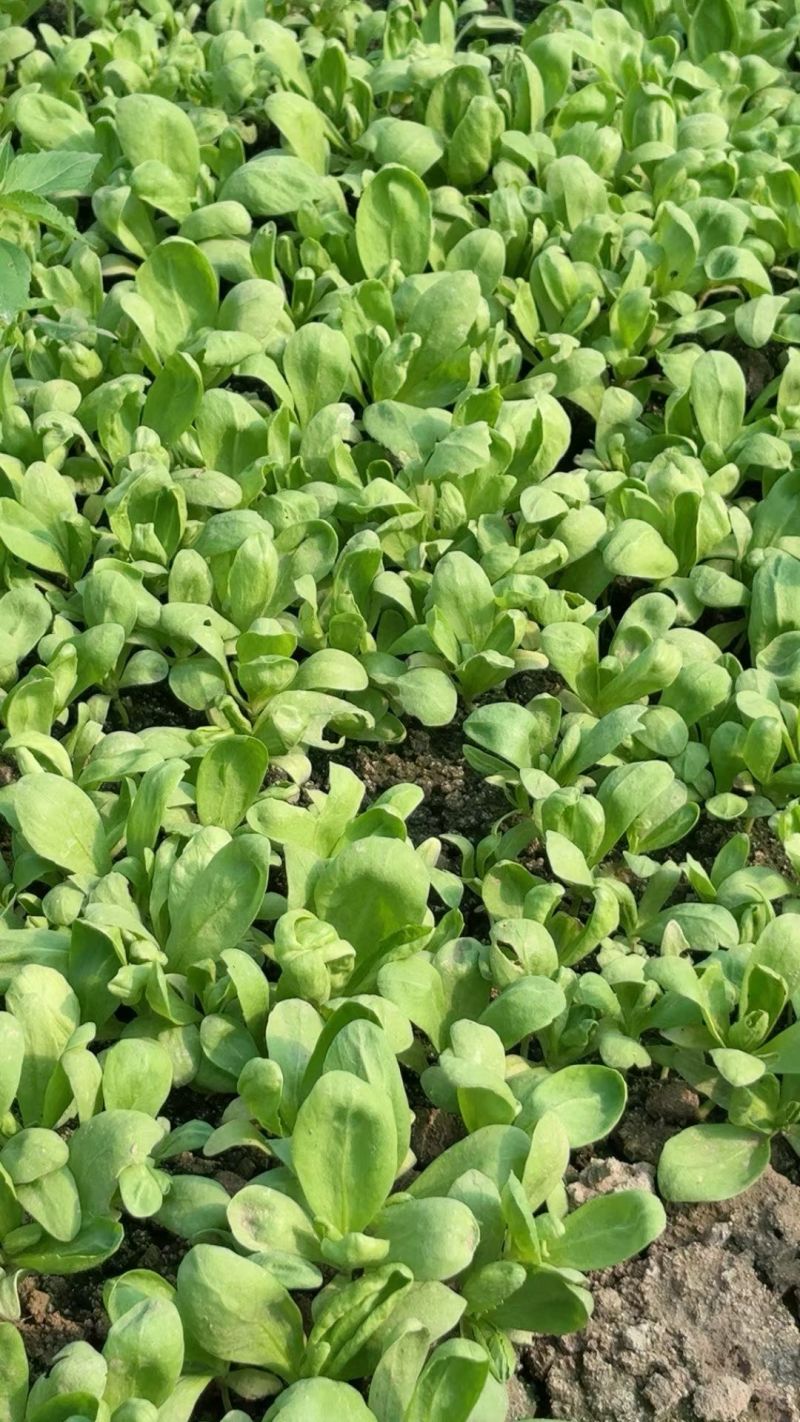 精品大板叶茼蒿