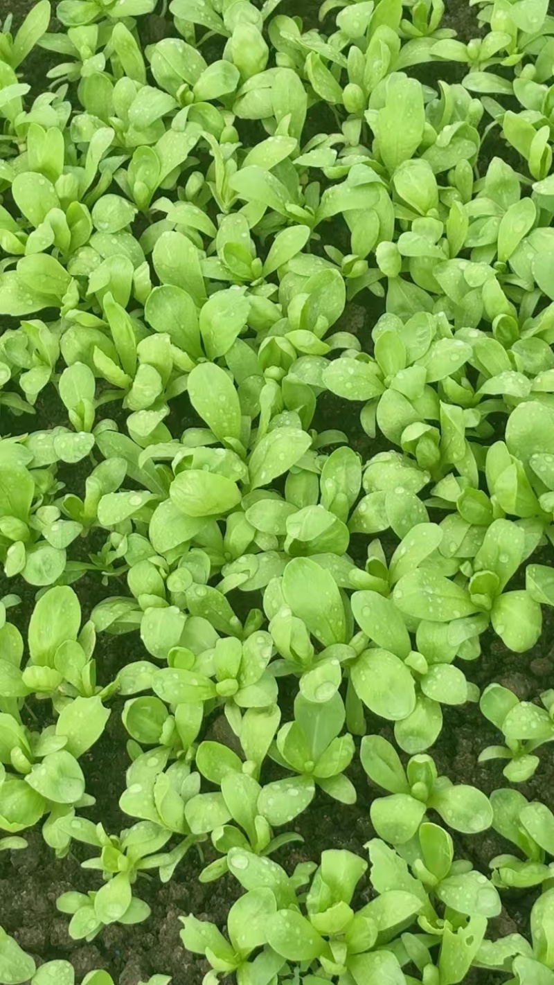 精品大板叶茼蒿