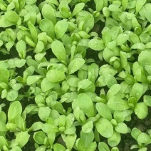 精品大板叶茼蒿