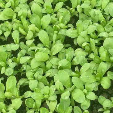 精品大板叶茼蒿