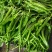 西昌螺丝椒专业代办