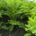 湖北沙洋精品雪里红新鲜上市啦！全国供应，无黄叶，无虫眼。