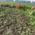湖北沙洋精品雪里红新鲜上市啦！全国供应，无黄叶，无虫眼。
