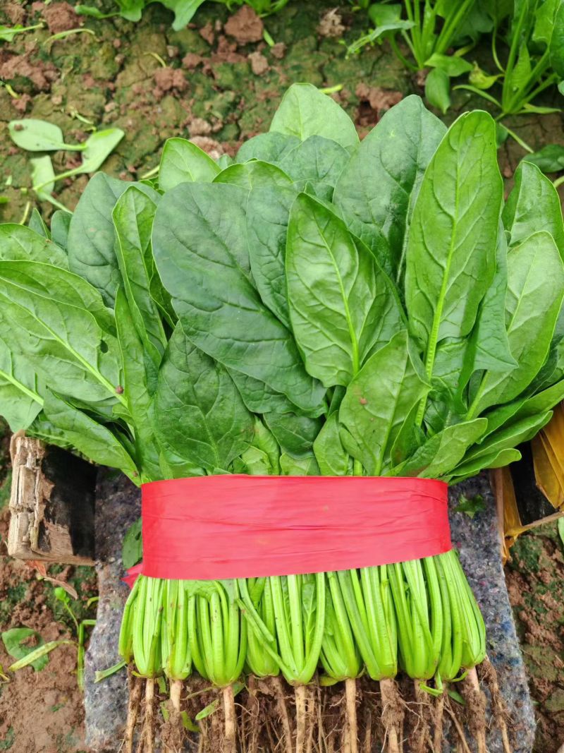 【推荐】大叶菠菜相当有亮度市场商超供应代发全国