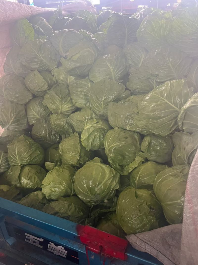 甘蓝，绿甘蓝，软甘蓝，韩美宣菜，圆包菜，