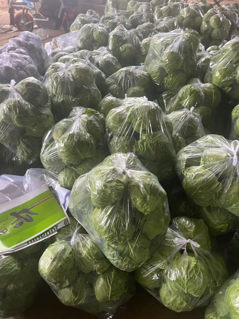 甘蓝，绿甘蓝，软甘蓝，韩美宣菜，圆包菜，