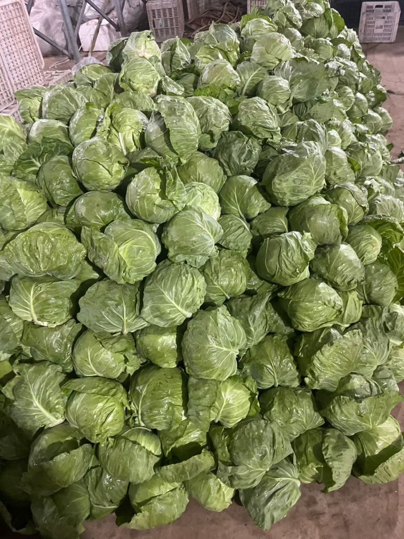 甘蓝，绿甘蓝，软甘蓝，韩美宣菜，圆包菜，