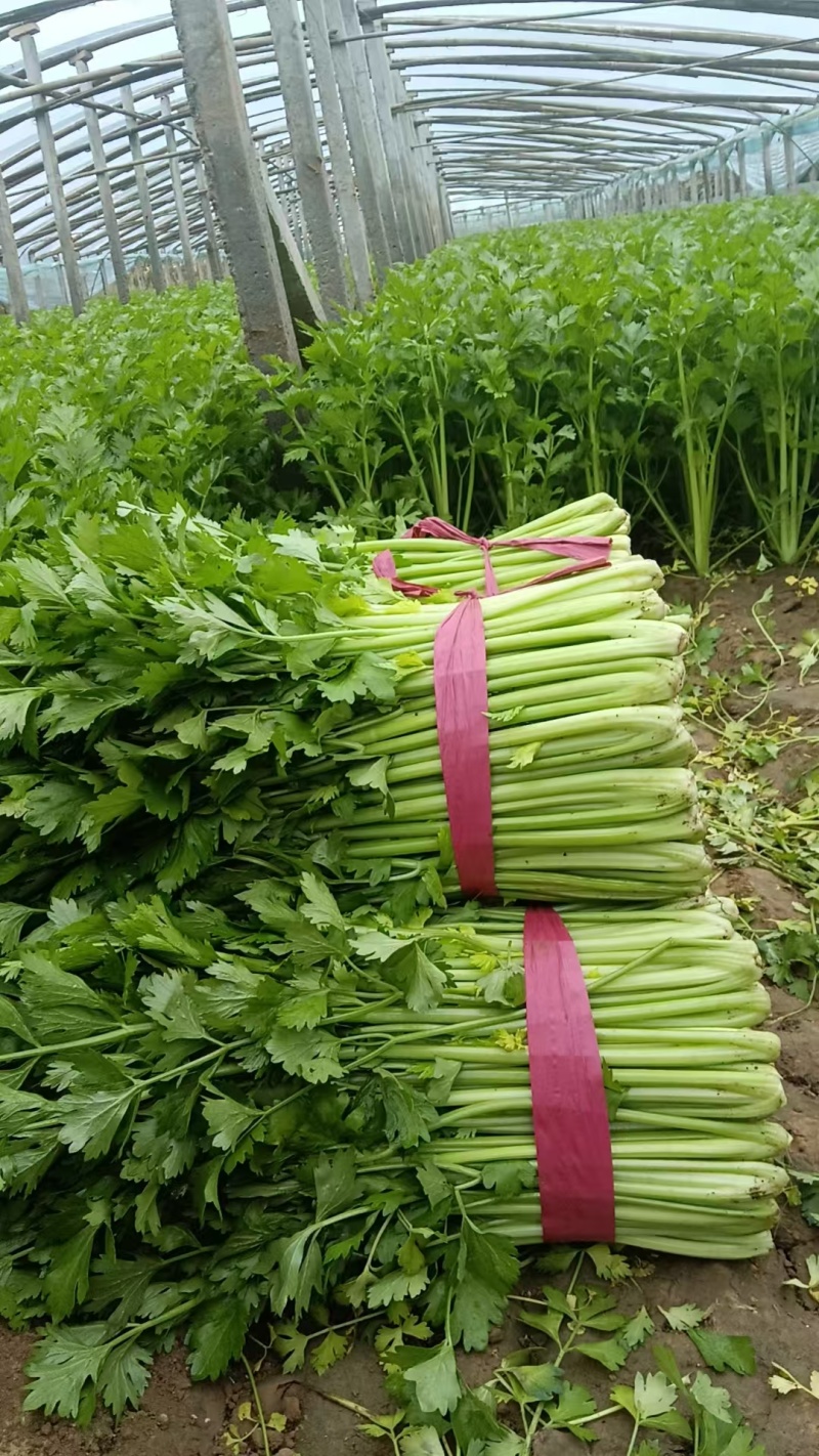 聊城西芹，西芹，玻璃翠西芹，芹菜，大芹菜