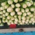 聊城西芹，西芹，玻璃翠西芹，芹菜，大芹菜