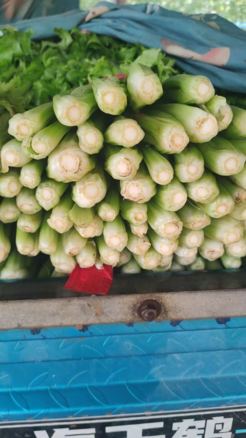 聊城西芹，西芹，玻璃翠西芹，芹菜，大芹菜