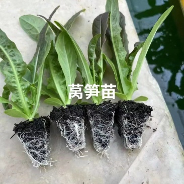 《莴笋苗》青皮红尖叶红莴笋苗/高产耐寒带土发货/现挖