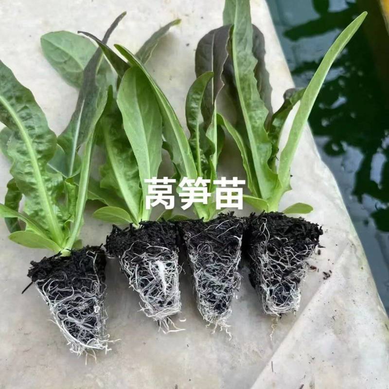 《莴笋苗》青皮红尖叶红莴笋苗/高产耐寒带土发货/现挖