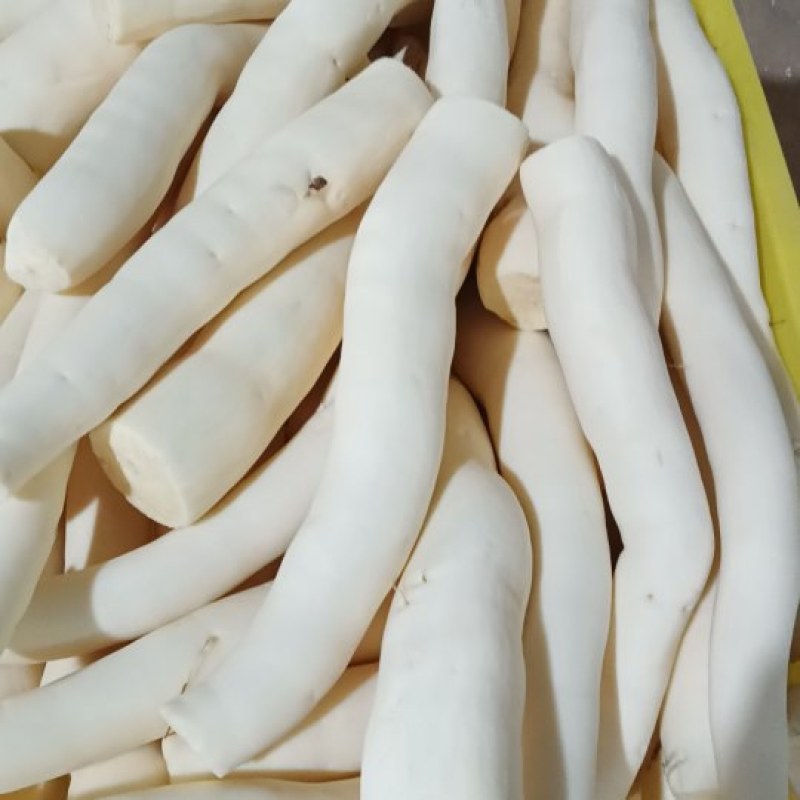 黄肉木薯