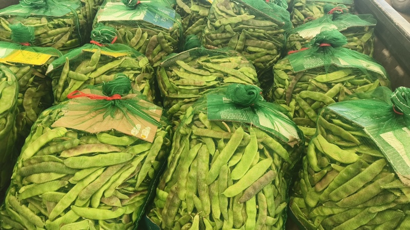 精品紫花油豆