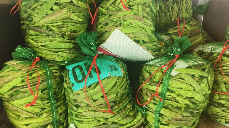 精品紫花油豆
