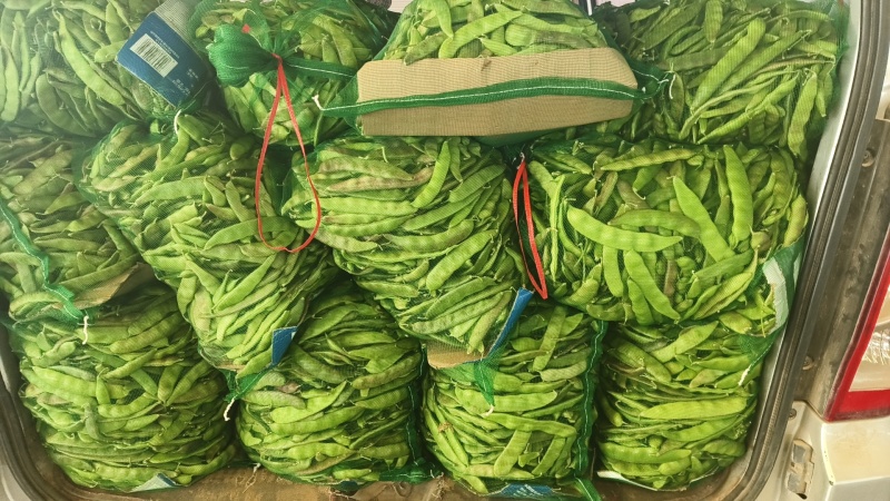 精品紫花油豆