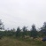 5年维纳斯苹果树