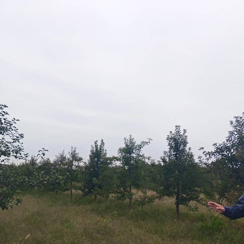 5年维纳斯苹果树