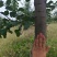 5年维纳斯苹果树