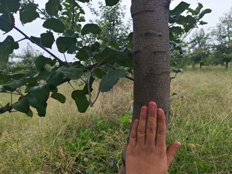 5年维纳斯苹果树