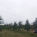 5年维纳斯苹果树