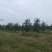 5年维纳斯苹果树
