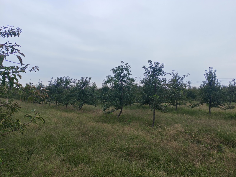 5年维纳斯苹果树