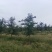 5年维纳斯苹果树