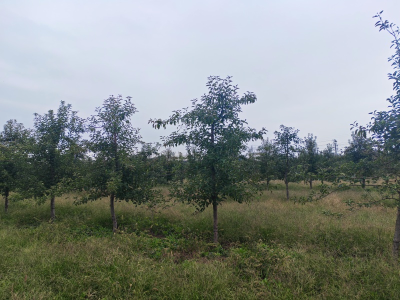 5年维纳斯苹果树