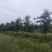 5年维纳斯苹果树