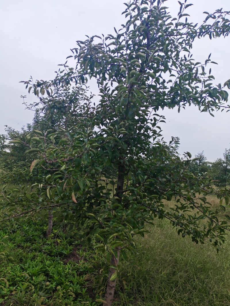 5年维纳斯苹果树