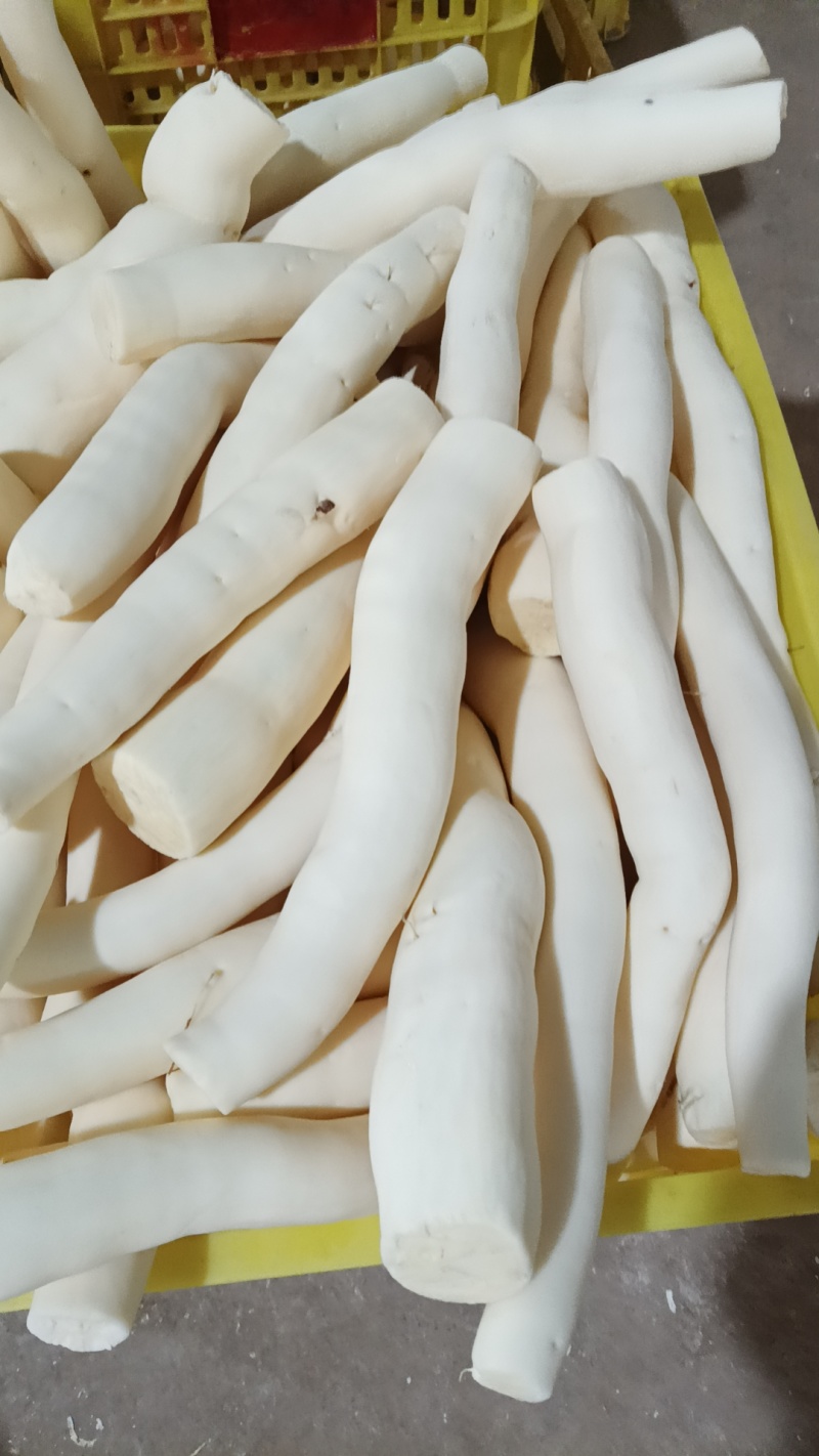 广西黄肉木薯