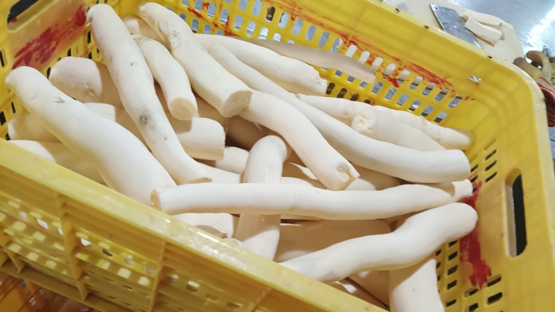 广西黄肉木薯