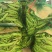 电商紫花油豆