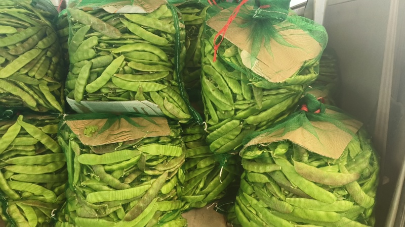 电商紫花油豆