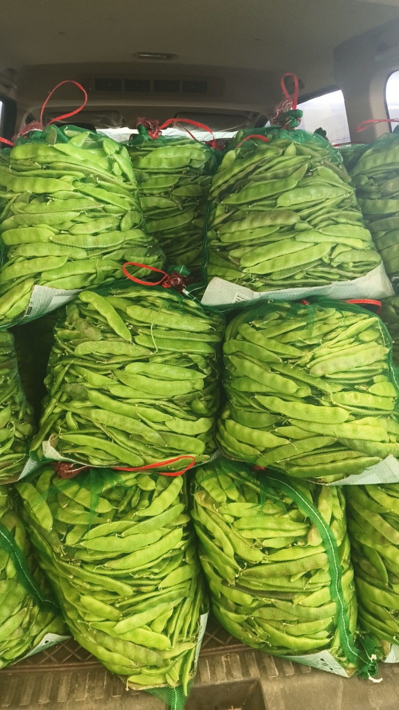 电商紫花油豆