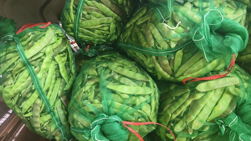 电商紫花油豆