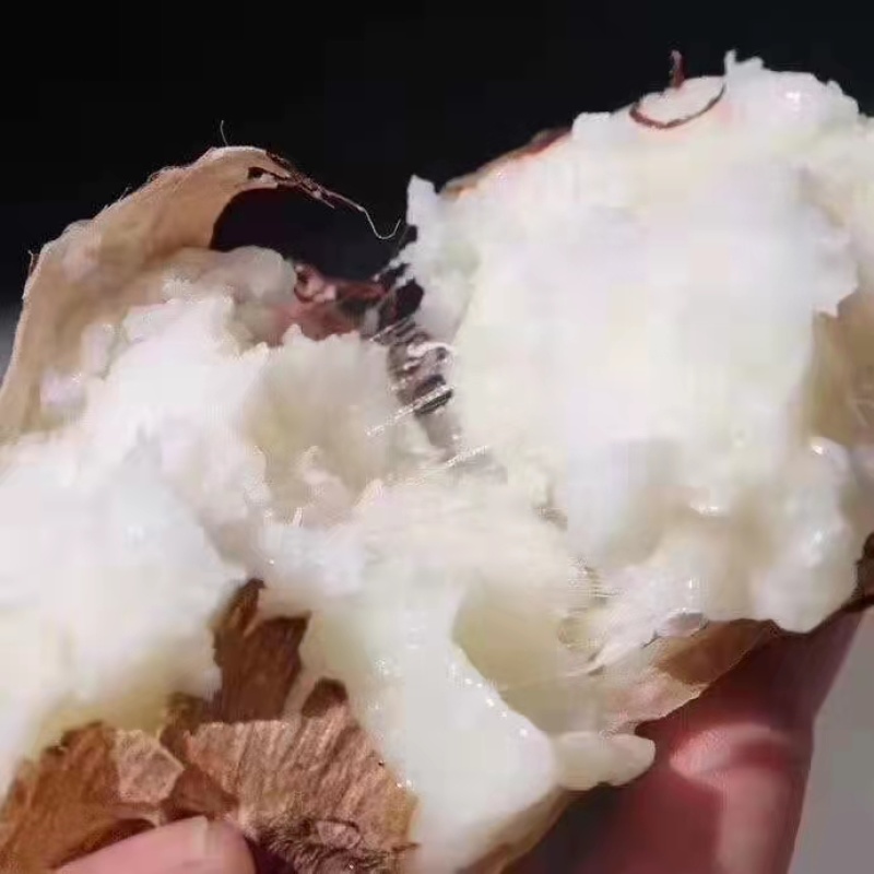 8520毛芋头大量供应中中球大球小球规格齐全芋头种大量供